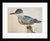 Bird, close to the Jay of France, near the Strait of Magellan by French School