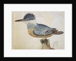 Bird, close to the Jay of France, near the Strait of Magellan by French School