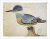 Bird, close to the Jay of France, near the Strait of Magellan by French School