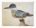 Bird, close to the Jay of France, near the Strait of Magellan by French School