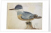 Bird, close to the Jay of France, near the Strait of Magellan by French School