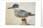 Bird, close to the Jay of France, near the Strait of Magellan by French School