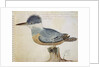 Bird, close to the Jay of France, near the Strait of Magellan by French School