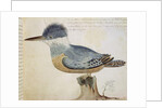 Bird, close to the Jay of France, near the Strait of Magellan by French School