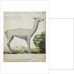 Sheep of Peru by French School