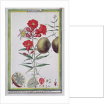 Pomegranate Tree by Delahaye Delahaye