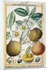Hermaphrodite apricot tree by Delahaye Delahaye