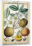 Hermaphrodite apricot tree by Delahaye Delahaye