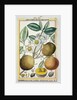 Hermaphrodite apricot tree by Delahaye Delahaye