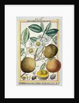 Hermaphrodite apricot tree by Delahaye Delahaye