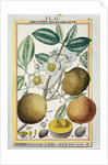 Hermaphrodite apricot tree by Delahaye Delahaye