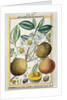 Hermaphrodite apricot tree by Delahaye Delahaye