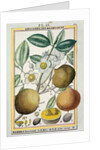 Hermaphrodite apricot tree by Delahaye Delahaye