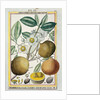 Hermaphrodite apricot tree by Delahaye Delahaye