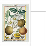Hermaphrodite apricot tree by Delahaye Delahaye