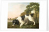 A Spaniel in a Landscape, 1771 by George Stubbs