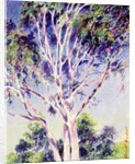Gum Tree, Australia by Robert Tyndall