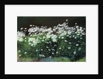 Shasta Daisies, 1992 by Anthony Rule
