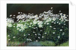 Shasta Daisies, 1992 by Anthony Rule