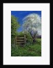 Springtime by the Stile, 2013 by Anthony Rule