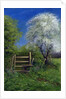 Springtime by the Stile, 2013 by Anthony Rule
