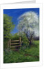 Springtime by the Stile, 2013 by Anthony Rule