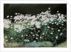 Shasta Daisies, 1992 by Anthony Rule
