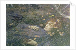Oh Whats That in the Hollow?' by Edward Robert Hughes