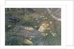 Oh Whats That in the Hollow?' by Edward Robert Hughes