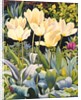 Pale Tulips by Christopher Ryland
