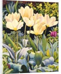 Pale Tulips by Christopher Ryland
