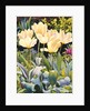 Pale Tulips by Christopher Ryland