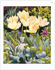 Pale Tulips by Christopher Ryland