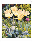 Pale Tulips by Christopher Ryland