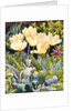 Pale Tulips by Christopher Ryland