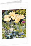 Pale Tulips by Christopher Ryland