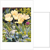 Pale Tulips by Christopher Ryland