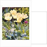 Pale Tulips by Christopher Ryland