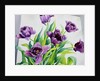 Purple Fringe Tulips, 2015 by Christopher Ryland