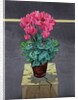 Still Life Cyclamen, 2014 by Christopher Ryland