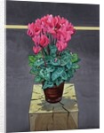 Still Life Cyclamen, 2014 by Christopher Ryland