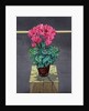 Still Life Cyclamen, 2014 by Christopher Ryland