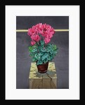 Still Life Cyclamen, 2014 by Christopher Ryland