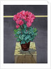 Still Life Cyclamen, 2014 by Christopher Ryland