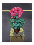 Still Life Cyclamen, 2014 by Christopher Ryland