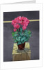 Still Life Cyclamen, 2014 by Christopher Ryland