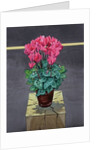 Still Life Cyclamen, 2014 by Christopher Ryland