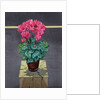 Still Life Cyclamen, 2014 by Christopher Ryland