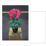 Still Life Cyclamen, 2014 by Christopher Ryland