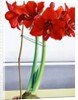 Red Amaryllis 2, 2016 by Christopher Ryland